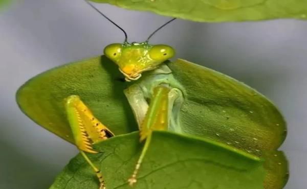 “活久见”的图片，带你认识不一样的神奇生物昆虫