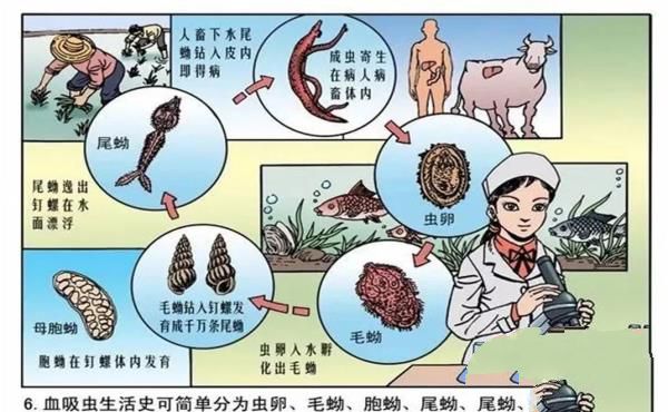 杀人最多的七种动物，第一种蚊子每年致死超72万人