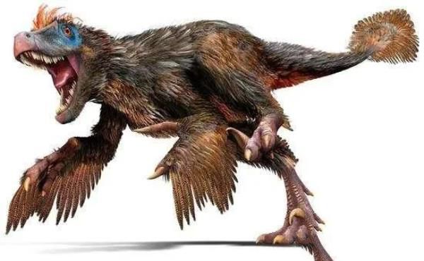 古生物学家在化石中挖到了一种和大鹅极其相似的恐龙,它是驰龙类的一