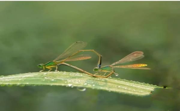 “活久见”的图片，带你认识不一样的神奇生物昆虫