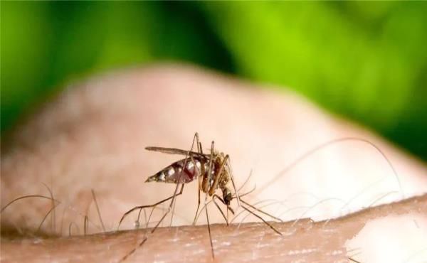 杀人最多的七种动物，第一种蚊子每年致死超72万人
