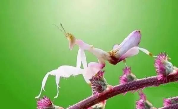 “活久见”的图片，带你认识不一样的神奇生物昆虫