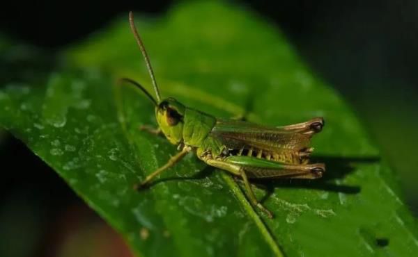 12种最常见的可食用昆虫以及荒野生存中食用昆虫的安全提示