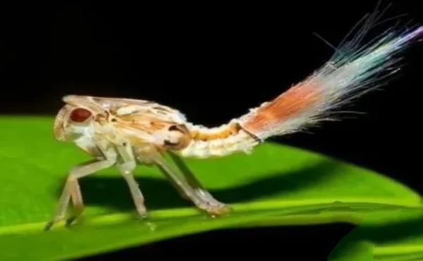 “活久见”的图片，带你认识不一样的神奇生物昆虫