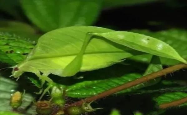 “活久见”的图片，带你认识不一样的神奇生物昆虫