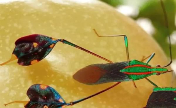 “活久见”的图片，带你认识不一样的神奇生物昆虫