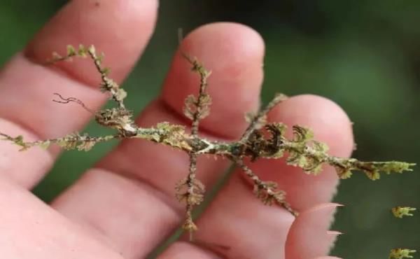 “活久见”的图片，带你认识不一样的神奇生物昆虫