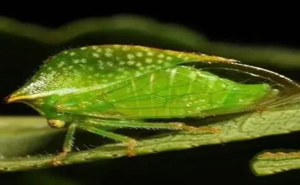 “活久见”的图片，带你认识不一样的神奇生物昆虫