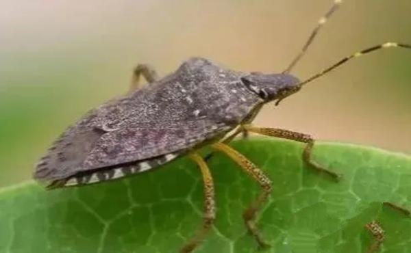 “活久见”的图片，带你认识不一样的神奇生物昆虫