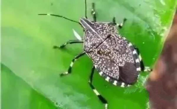 “活久见”的图片，带你认识不一样的神奇生物昆虫