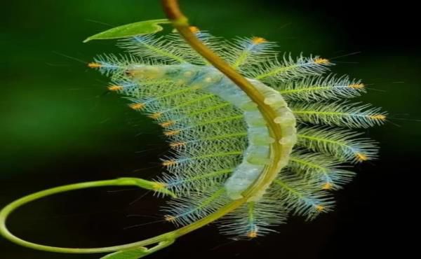 “活久见”的图片，带你认识不一样的神奇生物昆虫