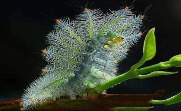 “活久见”的图片，带你认识不一样的神奇生物昆虫
