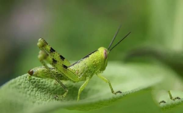 12种最常见的可食用昆虫以及荒野生存中食用昆虫的安全提示