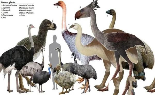 7种曾经统治世界的史前巨型动物之最