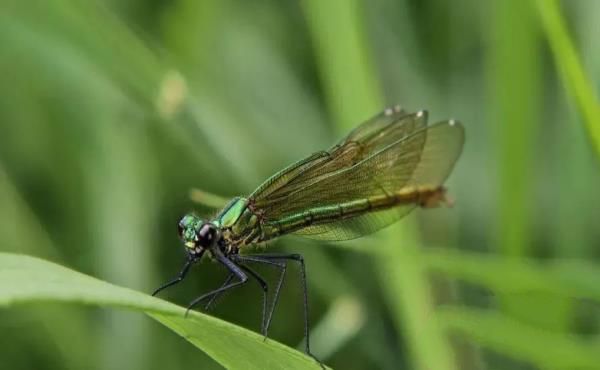 12种最常见的可食用昆虫以及荒野生存中食用昆虫的安全提示