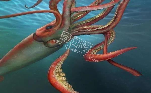大王乌贼究竟有多大？它们就是传说中的大“北海巨妖”克拉肯？