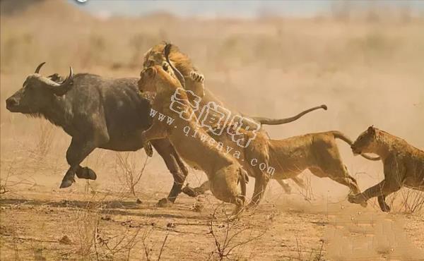 世上咬合力最强的十种动物，狮子老虎垫底