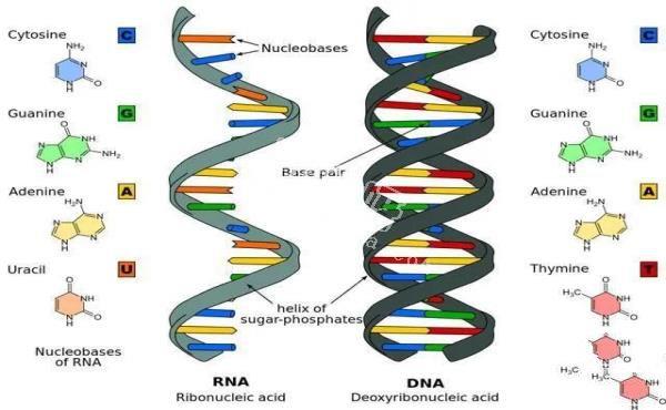 科学家发现人类DNA存在修改痕迹！其中或许隐藏了人类起源！