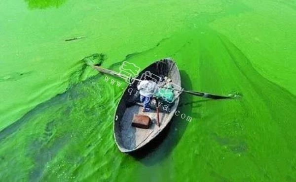 黄河壶口瀑布绿波奔腾，为什么不同河段水体颜色不一