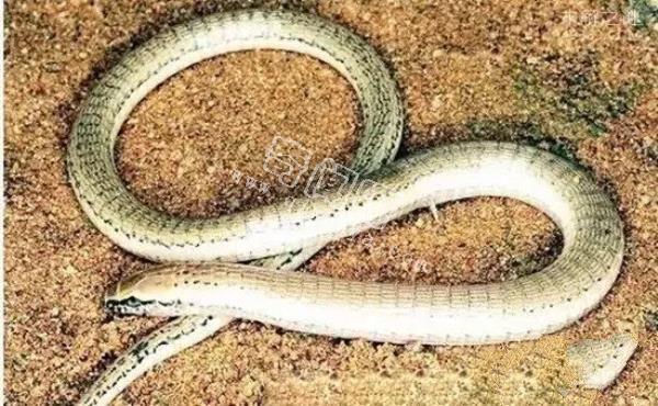 玻璃蛇竟不是蛇，长的像蛇但它却是一种蜥蜴