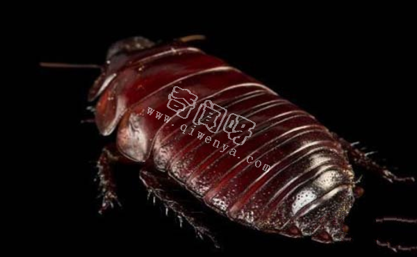 犀牛蟑螂被称为蟑螂中的挖掘机(智商极高)