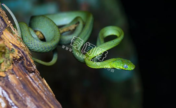 绿色的蛇都有哪些?盘点最常见的十种绿蛇