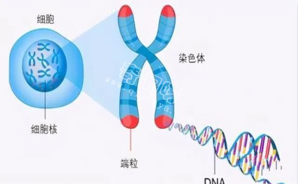 理论能活1000年，龙虾不老的奥秘曝光！