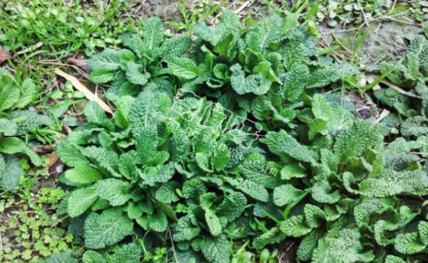 7种“最苦”野菜，很多人傻傻分不清，第5种农村人也常认错