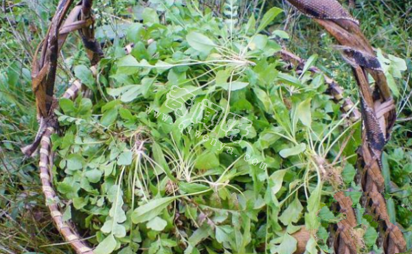 7种“最苦”野菜，很多人傻傻分不清，第5种农村人也常认错