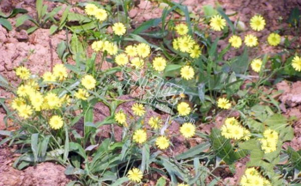 7种“最苦”野菜，很多人傻傻分不清，第5种农村人也常认错