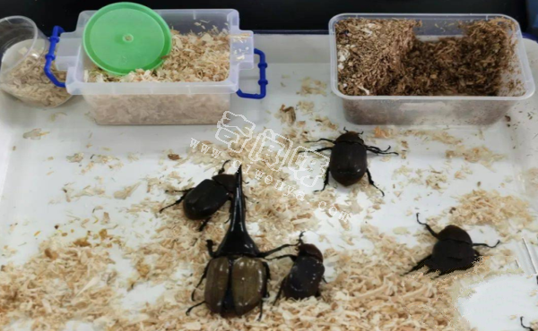 又是外来物种，5只活体长戟大兜虫在厦门被查，该甲虫危害多大？
