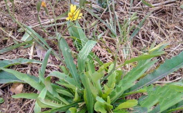 7种“最苦”野菜，很多人傻傻分不清，第5种农村人也常认错