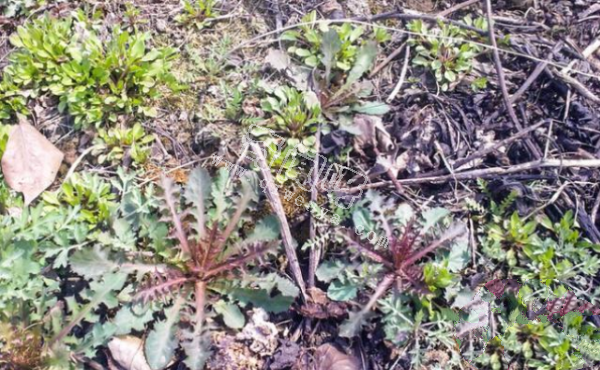 7种“最苦”野菜，很多人傻傻分不清，第5种农村人也常认错