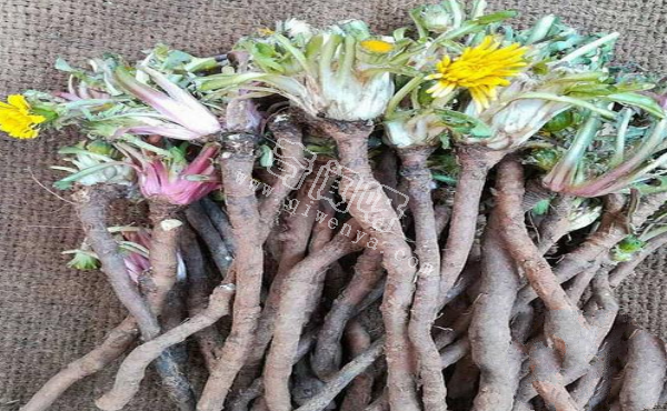 7种“最苦”野菜，很多人傻傻分不清，第5种农村人也常认错
