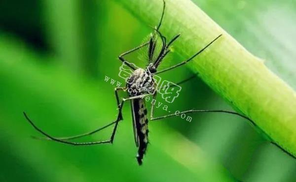 10000年前人类犯了错，让蚊子基因突变，开始以人类为食