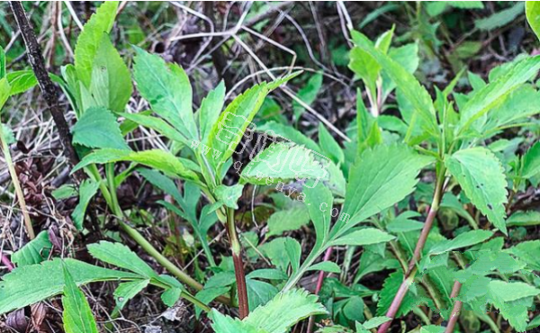 7种“最苦”野菜，很多人傻傻分不清，第5种农村人也常认错