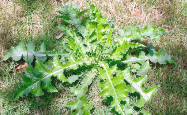 7种“最苦”野菜，很多人傻傻分不清，第5种农村人也常认错