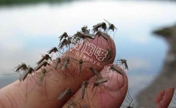 10000年前人类犯了错，让蚊子基因突变，开始以人类为食