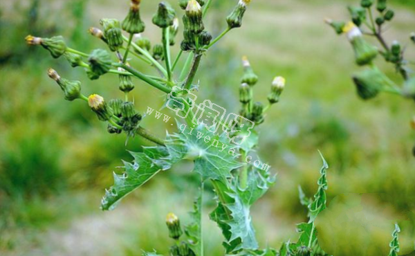 7种“最苦”野菜，很多人傻傻分不清，第5种农村人也常认错