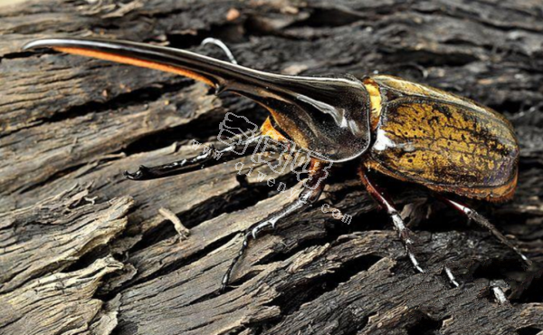 又是外来物种，5只活体长戟大兜虫在厦门被查，该甲虫危害多大？