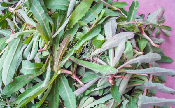 7种“最苦”野菜，很多人傻傻分不清，第5种农村人也常认错
