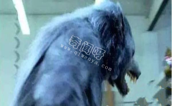世界未解之谜揭秘 盘点未确认生物体