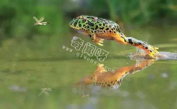 世界上最酷的十种青蛙,真心没见过几个!