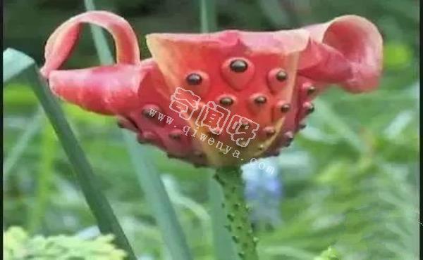 世界上最奇葩的植物 ：一朵有个性的花，酷爱豹纹
