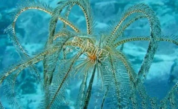 南极生活的动物有哪些?南极的10大神秘生物