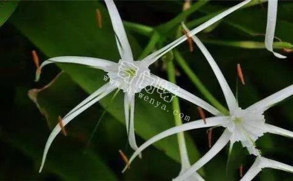 世界十大危险植物：水毒芹平均高为0.6-1.3米，可以长到1.8米高