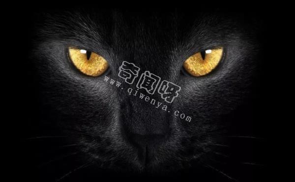 猫跳过尸体会出现“诈尸”吗？