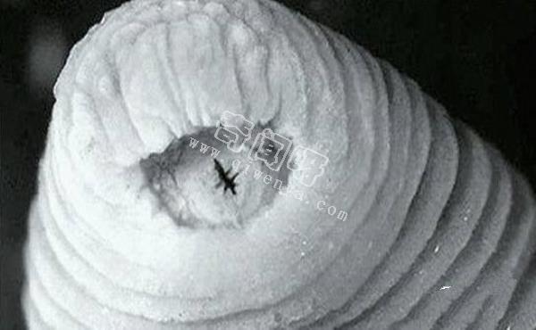 地球上最怪异最恶心的八大生物：暴君水蛭到底多恶心