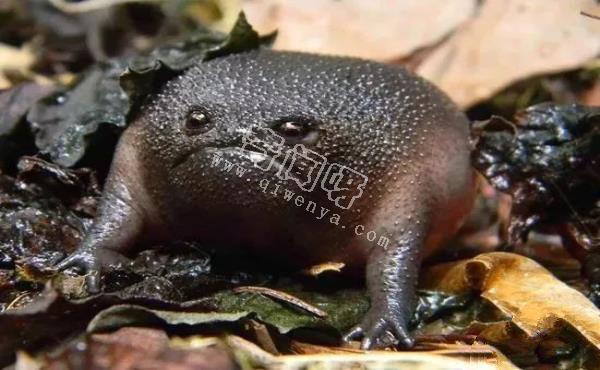 世界上最酷的十种青蛙,真心没见过几个!