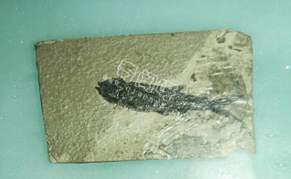 保存有寒武纪时期软体动物的伯吉斯化石,距今5亿多年